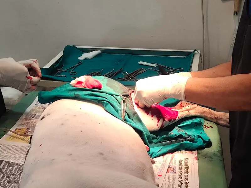 Tulpule's Pet Care Clinic, photo 5
