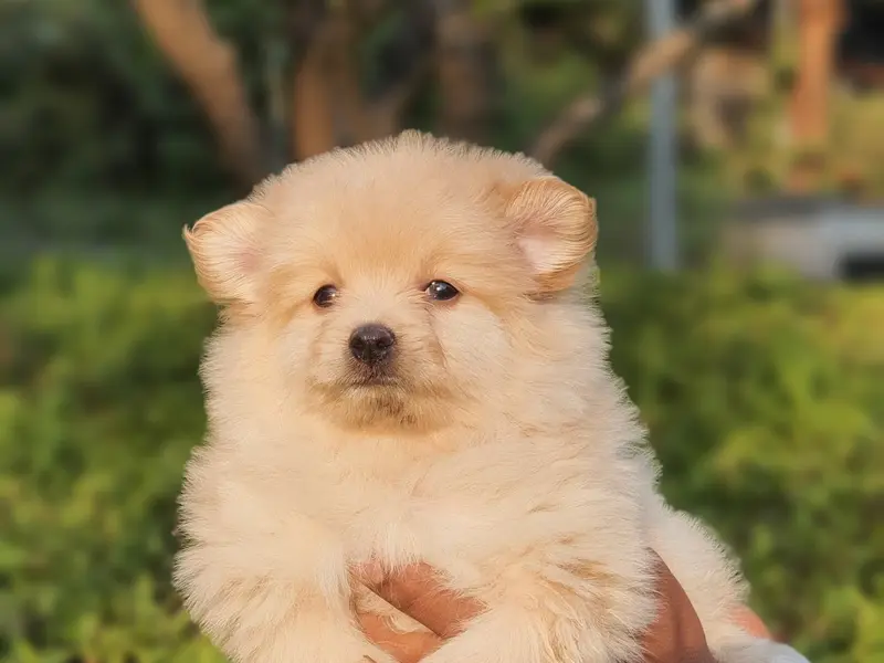 Aden's Pet pune, photo 2