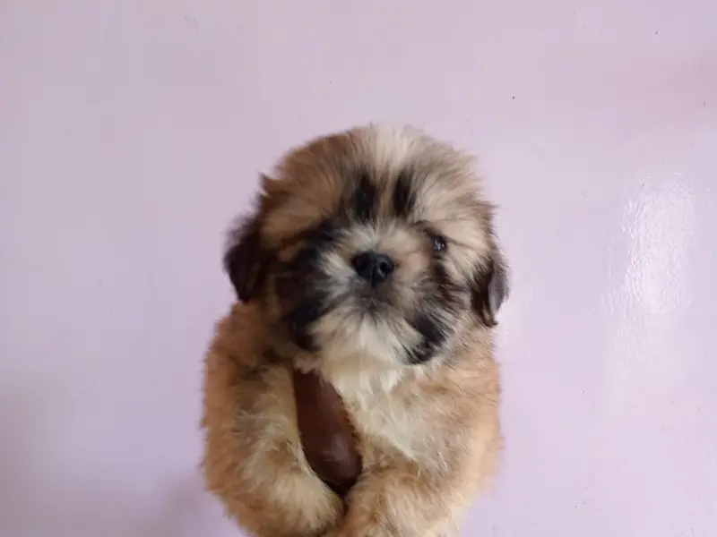 Aden's Pet pune, photo 3