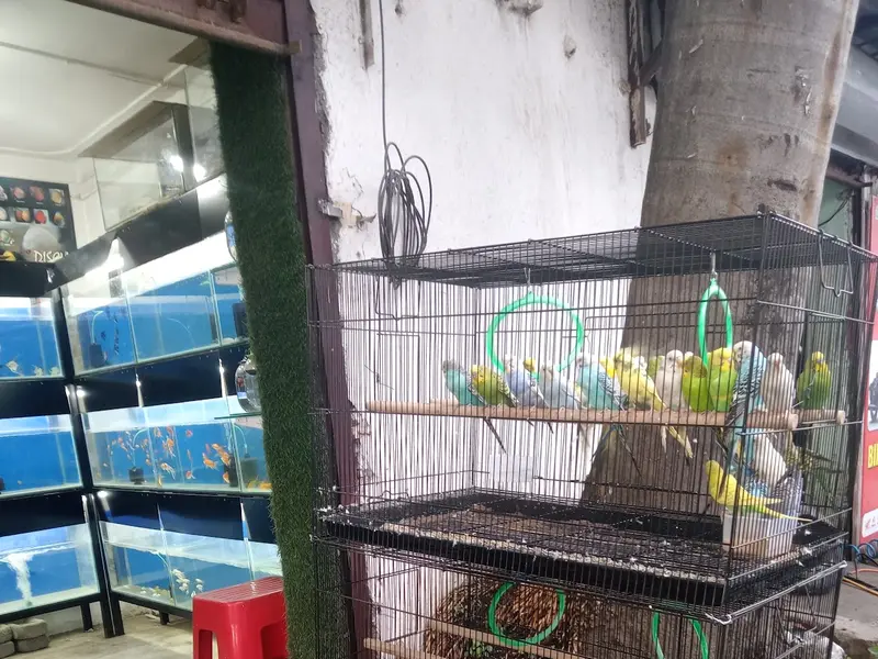 Aden's Pet pune, photo 4