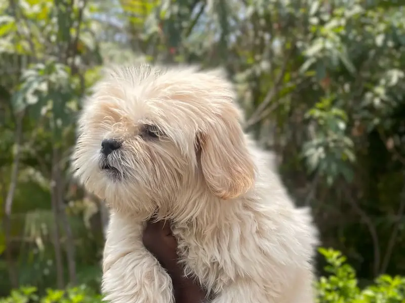 Aden's Pet pune, photo 5