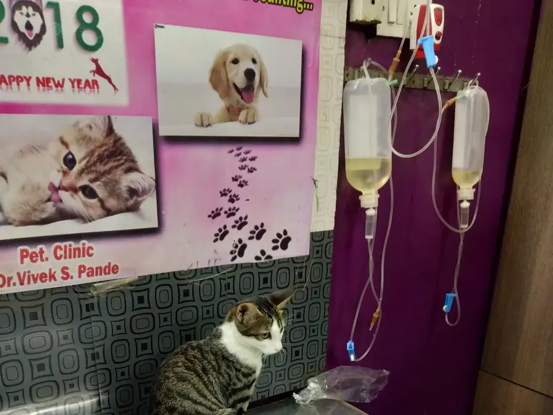 Dr. Vivek Pande's Pet Clinic (Shastri Nagar), photo 3