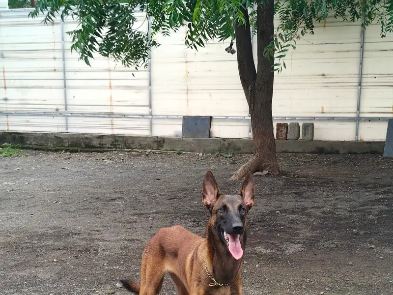 K9 Dog Trainer Jatinder Singh, photo 2
