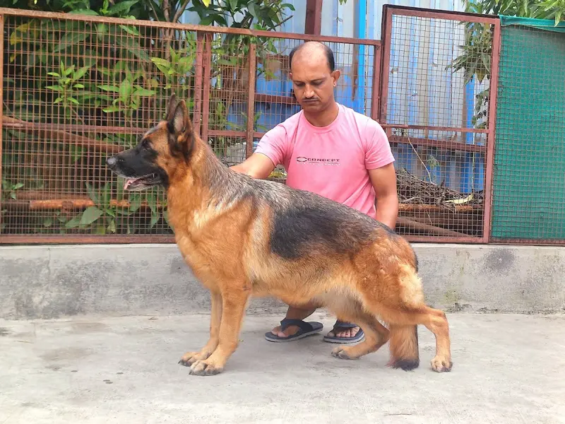 Tekawade Kennel ( SPECIAL Beagle Kennel in Maharashtra), photo 2