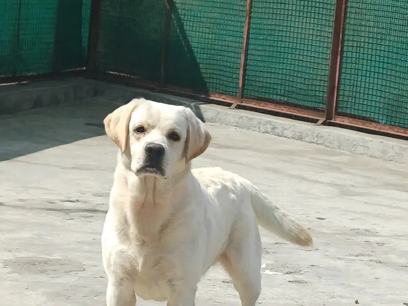 Tekawade Kennel ( SPECIAL Beagle Kennel in Maharashtra), photo 3