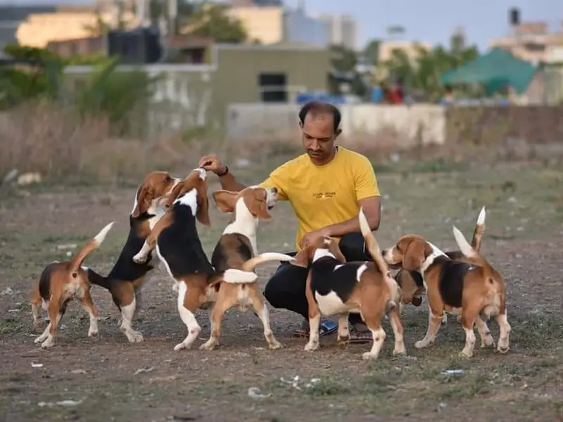 Tekawade Kennel ( SPECIAL Beagle Kennel in Maharashtra), photo 5