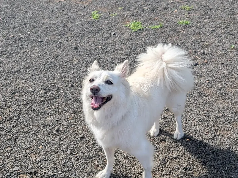 UNLEASH - The Dog Town, Pet Resort & Adventures, photo 2