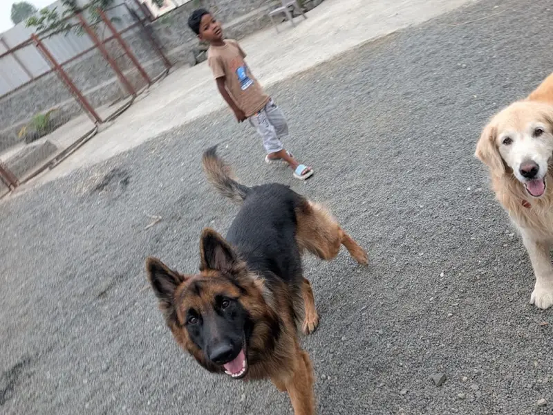 UNLEASH - The Dog Town, Pet Resort & Adventures, photo 3