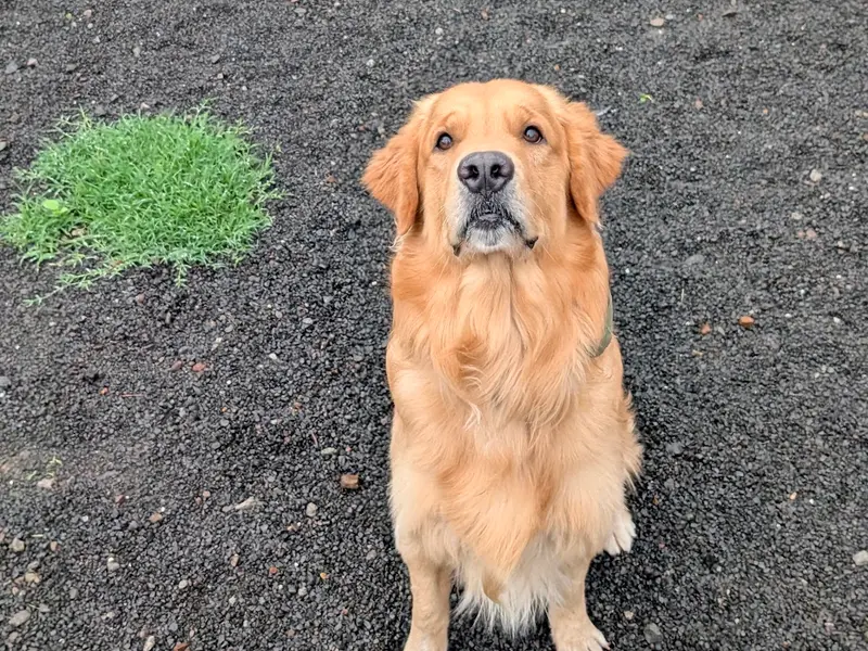 UNLEASH - The Dog Town, Pet Resort & Adventures, photo 4