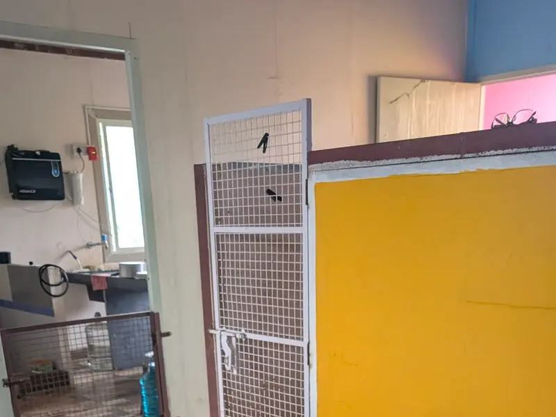 UNLEASH - The Dog Town, Pet Resort & Adventures, photo 5